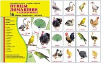 Демонстрационные карточки "Птицы домашние и декоративные" - fgospostavki.ru - Миасс