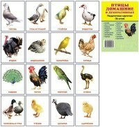 Раздаточные карточки "Птицы домашние и декоративные" - fgospostavki.ru - Миасс
