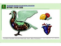 Рельефная таблица "Внутреннее строение голубя" (формат А1, матовое ламинирование) - fgospostavki.ru - Миасс