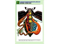 Рельефная таблица "Внутреннее строение жука" (формат А1, матовое ламинирование) - fgospostavki.ru - Миасс