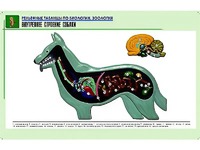 Рельефная таблица "Внутреннее строение собаки" (формат А1, матовое ламинирование) - fgospostavki.ru - Миасс