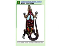 Рельефная таблица "Внутреннее строение ящерицы" (формат А1, матовое ламинирование) - fgospostavki.ru - Миасс