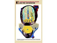 Рельефная таблица "Долька печени. Макро-микростроение" (формат А1, матовое ламинирование) - fgospostavki.ru - Миасс