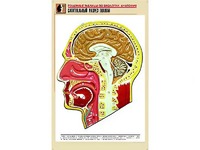 Рельефная таблица "Сагиттальный разрез головы" (формат А1, матовое ламинирование) - fgospostavki.ru - Миасс