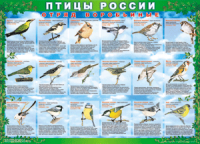 Комплект таблиц "Птицы России (4 листа)" (100х140 сантиметров, винил) - fgospostavki.ru - Миасс