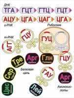 Модель-аппликация Биосинтез белка - fgospostavki.ru - Миасс