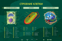 Электрифицированный стенд "Строение клетки" с маркерными полями - fgospostavki.ru - Миасс