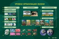 Электрифицированный стенд "Уровни организации жизни" - fgospostavki.ru - Миасс