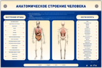 Электрифицированный стенд-тренажер c макетом скелета "Анатомическое строение человека" - fgospostavki.ru - Миасс