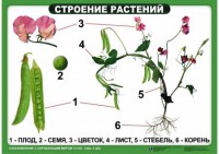 Комплект таблиц "Ознакомление с окружающим миром 1-4 класс" - fgospostavki.ru - Миасс