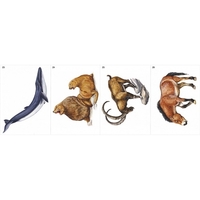 Модель-аппликация Многообразие хордовых. Млекопитающие - fgospostavki.ru - Миасс