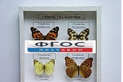 Коллекция "Семейство бабочек" - fgospostavki.ru - Миасс