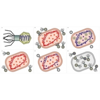 Модель-аппликация Жизненный цикл вируса	 - fgospostavki.ru - Миасс