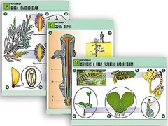 Комплект таблиц по биологии демонстрационных "Ботаника 1" (12 таблиц, формат А1, ламинированные) - fgospostavki.ru - Миасс
