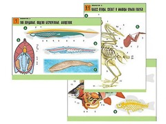 Комплект таблиц по биологии демонстрационных "Зоология 2" (16 таблиц, формат А1, ламинированные) - fgospostavki.ru - Миасс