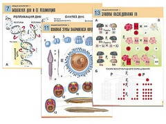 Комплект таблиц по биологии демонстрационных "Общая биология 1" (16 таблиц, формат А1, ламинированные) - fgospostavki.ru - Миасс