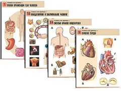 Комплект таблиц по биологии демонстрационных "Человек и его здоровье 1" (20 таблиц, формат А1, ламинированные) - fgospostavki.ru - Миасс