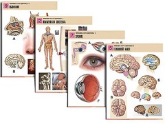 Комплект таблиц по биологии демонстрационных "Человек и его здоровье 2" (10 таблиц, формат А1, ламинированные) - fgospostavki.ru - Миасс