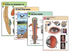 Комплект таблиц по всему курсу биологии (120 штук, формат А1, полноцветные, ламинированные) - fgospostavki.ru - Миасс