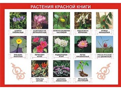Таблица демонстрационная "Растения Красной книги" (винил 70*100) - fgospostavki.ru - Миасс