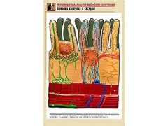 Рельефная таблица "Ворсинка кишечная с сосудом" (формат А1, матовое ламинирование) - fgospostavki.ru - Миасс