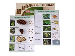 Коллекция "Шишки, плоды, семена деревьев и кустарников" - fgospostavki.ru - Миасс