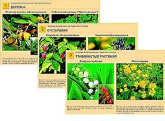 Гербарий фотографический "Ядовитые растения" - fgospostavki.ru - Миасс