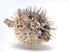 Сухой препарат "Еж-рыба морская" - fgospostavki.ru - Миасс