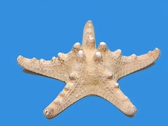 Сухой препарат "Звезда морская" - fgospostavki.ru - Миасс