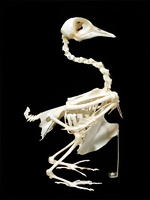 Скелет голубя - fgospostavki.ru - Миасс