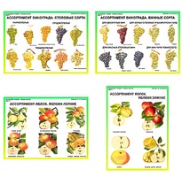 Плакаты ПРОФТЕХ "Ассортимент плодово-ягодных культур" (19 пл, винил, 70х100) - fgospostavki.ru - Миасс