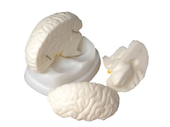 Модель мозга в разрезе - fgospostavki.ru - Миасс