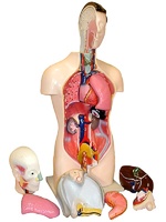 Торс человека разборный (42 см.) - fgospostavki.ru - Миасс