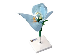 Модель цветка гороха - fgospostavki.ru - Миасс