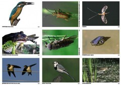 Комплект таблиц Природные зоны России. Сообщества (комплект 18 таблиц) - fgospostavki.ru - Миасс