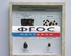 Коллекция энтомологическая "Примеры защитных приспособлений у насекомых" - fgospostavki.ru - Миасс