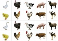 Комплект карточек "Запоминай, играй, считай" - Домашние животные - fgospostavki.ru - Миасс