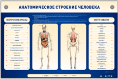 Электрифицированный стенд-тренажер c макетом скелета "Анатомическое строение человека" - fgospostavki.ru - Миасс