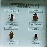 Коллекция энтомологическая "Представители отряда насекомых" - fgospostavki.ru - Миасс