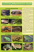 Стенд "Класс земноводные" - fgospostavki.ru - Миасс