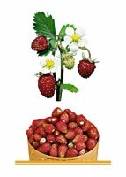 Комплект карточек "Запоминай, играй, считай" - Ягоды - fgospostavki.ru - Миасс