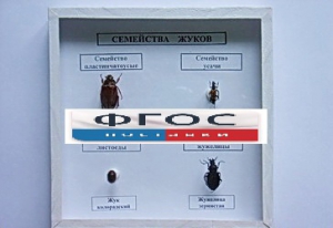 Коллекция "Семейство жуков" - fgospostavki.ru - Миасс