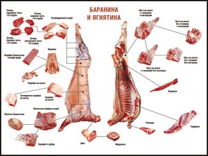 Таблица "Правила разделки мясных туш. Баранина и ягнятина" (100х140 сантиметров, винил) - fgospostavki.ru - Миасс