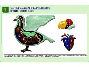 Рельефная таблица "Внутреннее строение голубя" (формат А1, матовое ламинирование) - fgospostavki.ru - Миасс
