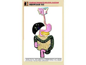 Рельефная таблица "Пищеварительный тракт" (формат А1, матовое ламинирование) - fgospostavki.ru - Миасс