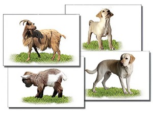 Набор карточек "Домашние животные" (раздаточные) - fgospostavki.ru - Миасс