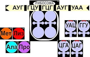 Модель-аппликация "Биосинтез белка" (ламинированная) - fgospostavki.ru - Миасс