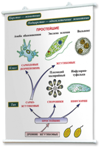 Плакаты по биологии для оформления кабинета. - fgospostavki.ru - Миасс
