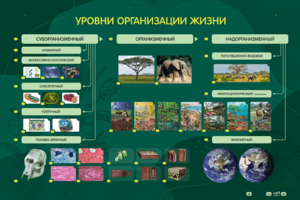 Электрифицированный стенд "Уровни организации жизни" - fgospostavki.ru - Миасс