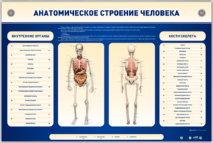 Электрифицированный стенд-тренажер c макетом скелета "Анатомическое строение человека" - fgospostavki.ru - Миасс